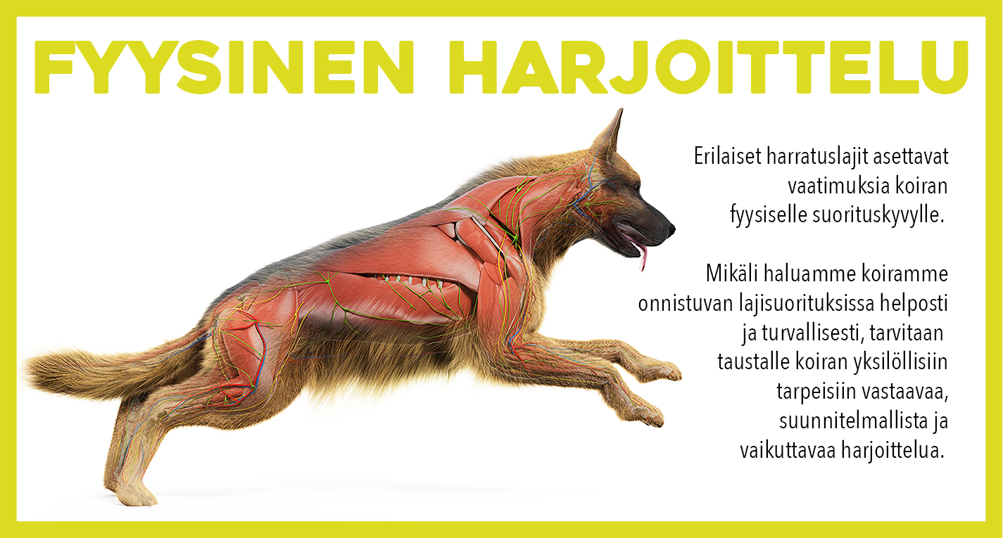 Fyysinen harjoittelu
