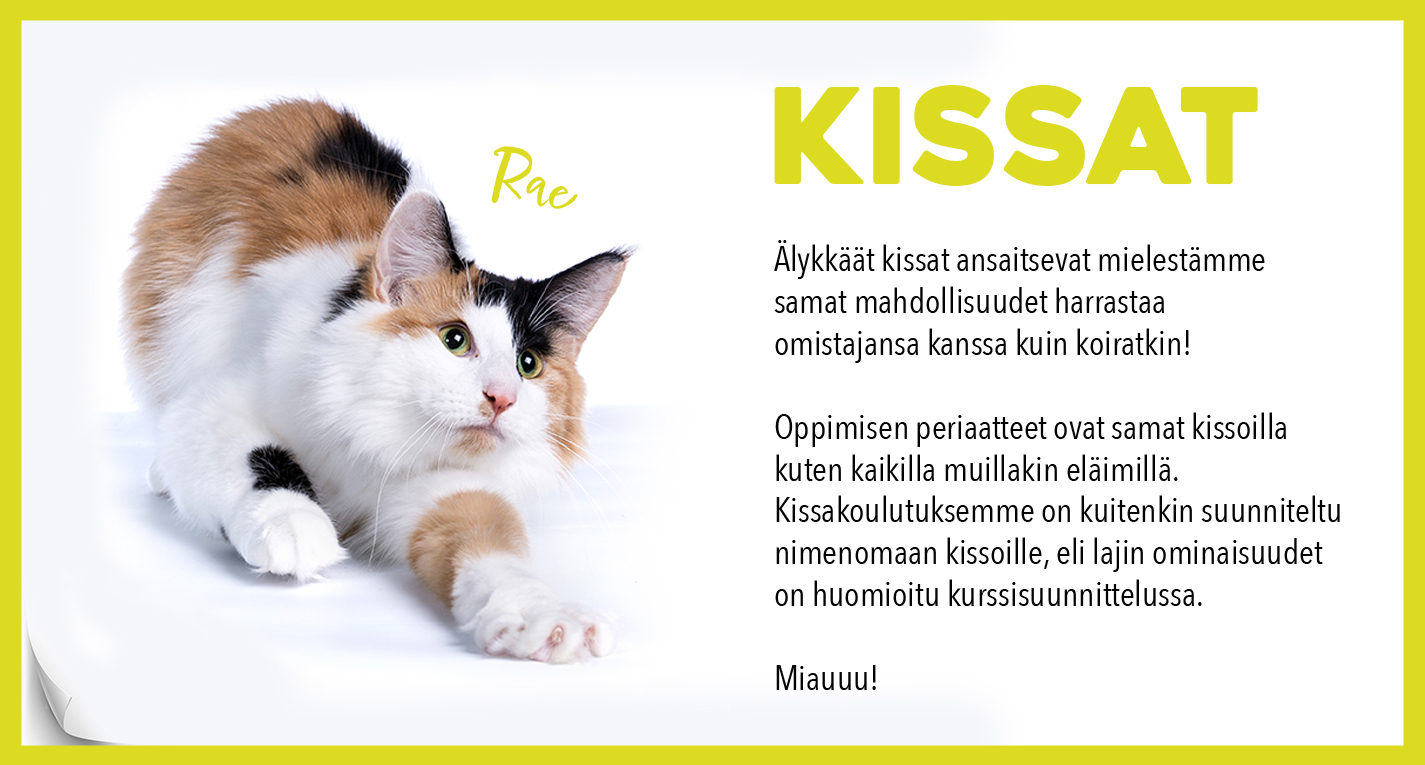 Kissakoulutukset Kissakoulutukset
