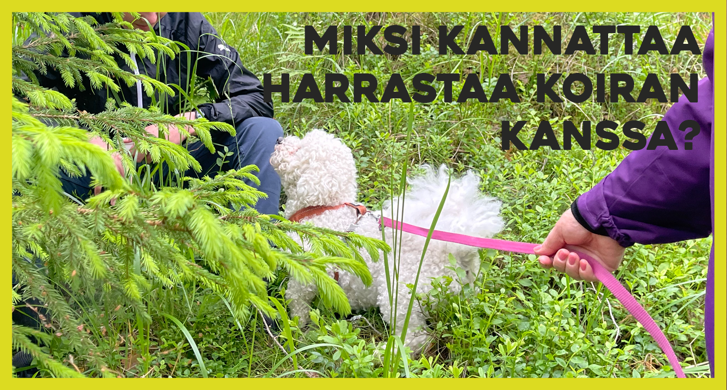 Miksi koiran kanssa kannattaa harrastaa?