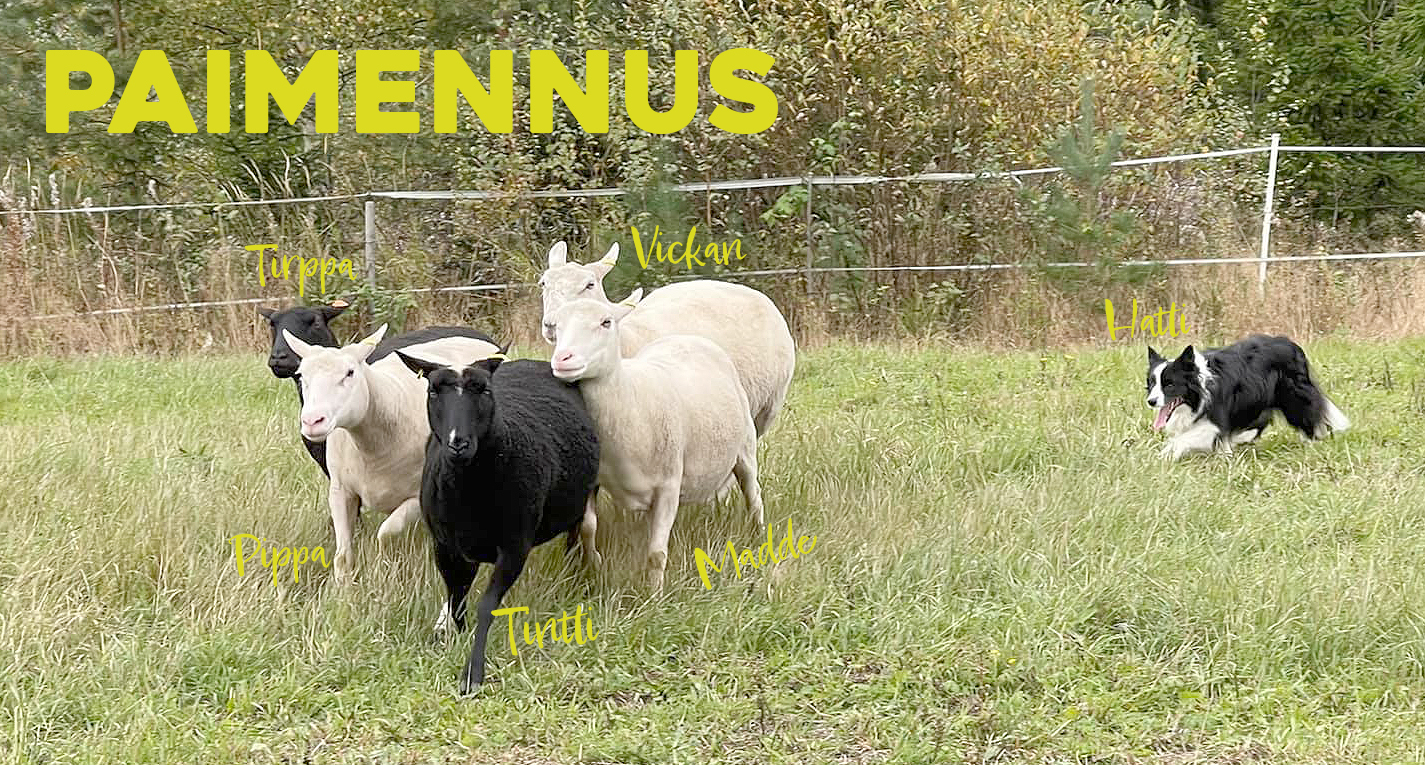 Paimennus