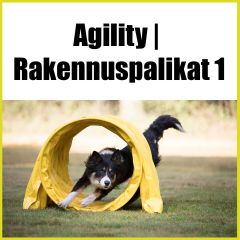 Agility | Rakennuspalikat 1 - agilityn jatkokurssi