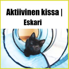 Aktiivinen Kissa | Eskari