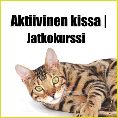Aktiivinen Kissa | Jatkokurssi