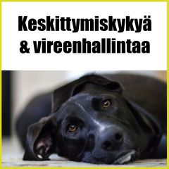 Keskittymiskykyä & vireenhallintaa
