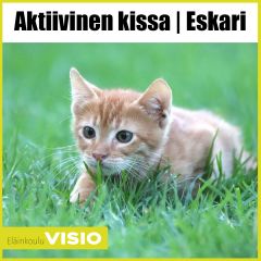 Aktiivinen Kissa | Eskari