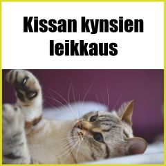 Kissan kynsien leikkuu