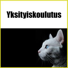Vivian Valli | Yksityiskoulutus | kissat