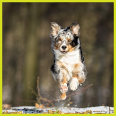 Luotettava luoksetulo