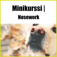 Nosework | minikurssi