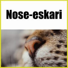 Nose-eskari | Kissat