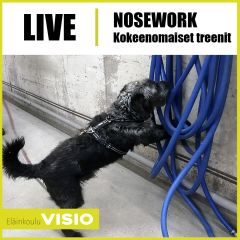 LIVE | Nosework | Kokeenomaiset treenit