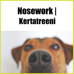 Nosework | Kertatreeni