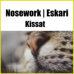 Nose-eskari | Kissat