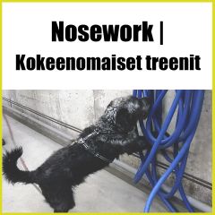 Nosework | Kokeenomaiset treenit