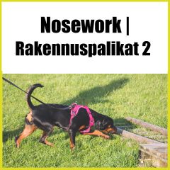 Nosework | Rakennuspalikat 2 - nosework jatkokurssi