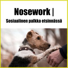 Nosework | Sosiaalinen palkka etsinnässä