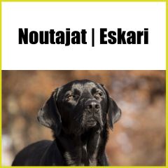 Noutajaeskari