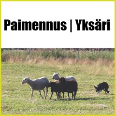 Paimennusyksäri 30 min