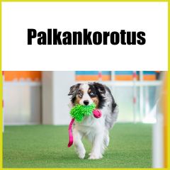 Palkankorotus