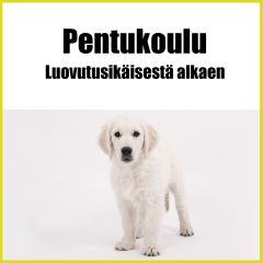 Pentukoulu 10 krt