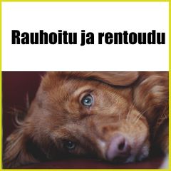 Rauhoitu & rentoudu
