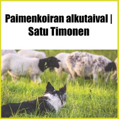 Satu Timonen | Paimenkoiran alkutaival