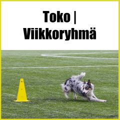 Toko | Viikkoryhmä