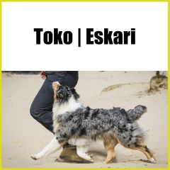 Tokoeskari