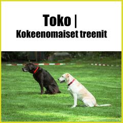 Toko | Kokeenomaiset treenit