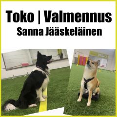 Toko | Valmennus