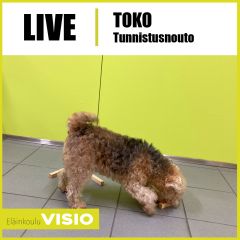 Toko | Tunnistusnouto