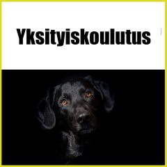Yksityiskoulutus | koirat