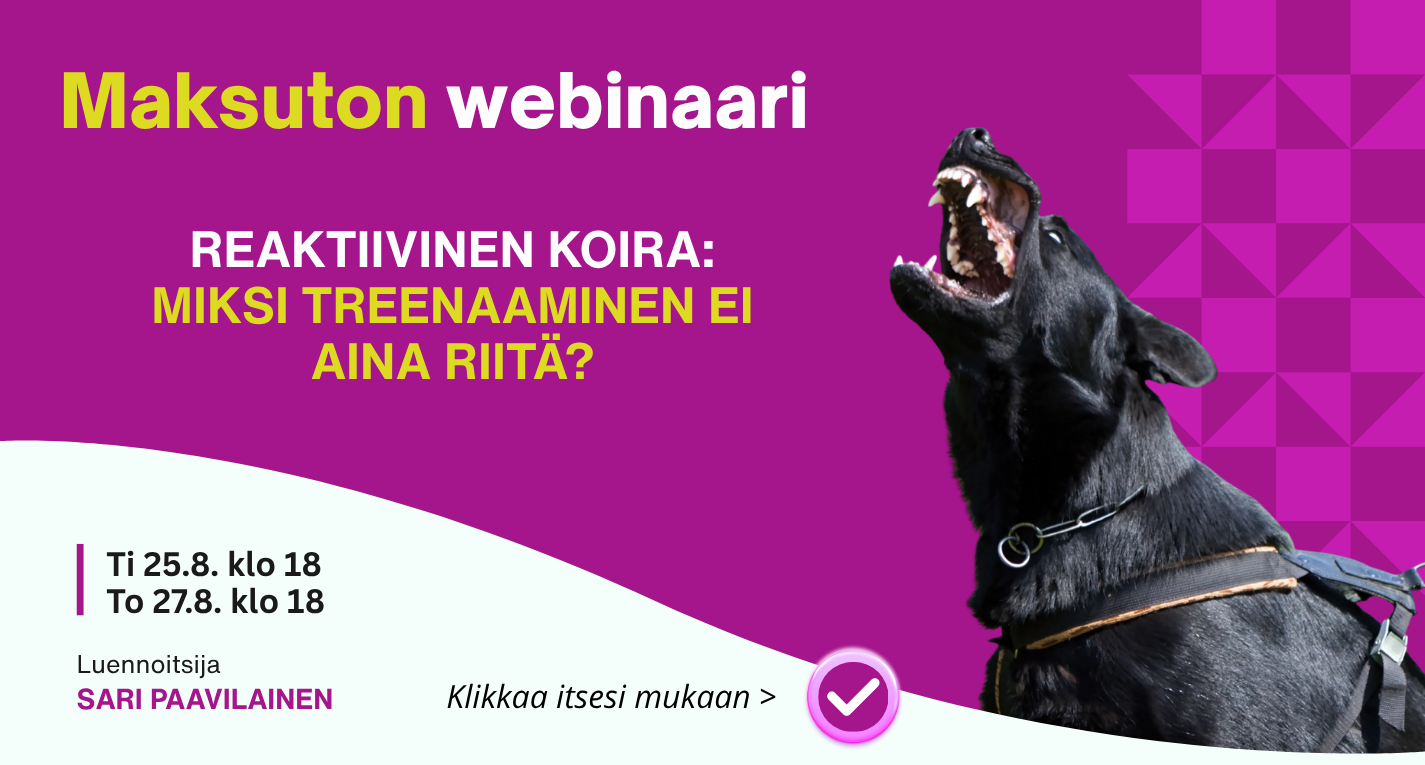 Maksuton webinaari: Miksi treenaaminen ei riitä?