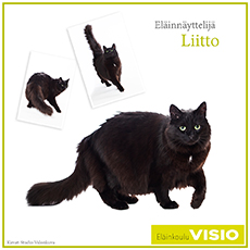 Liitto