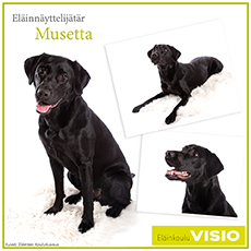 Labradorinarttu Musetta