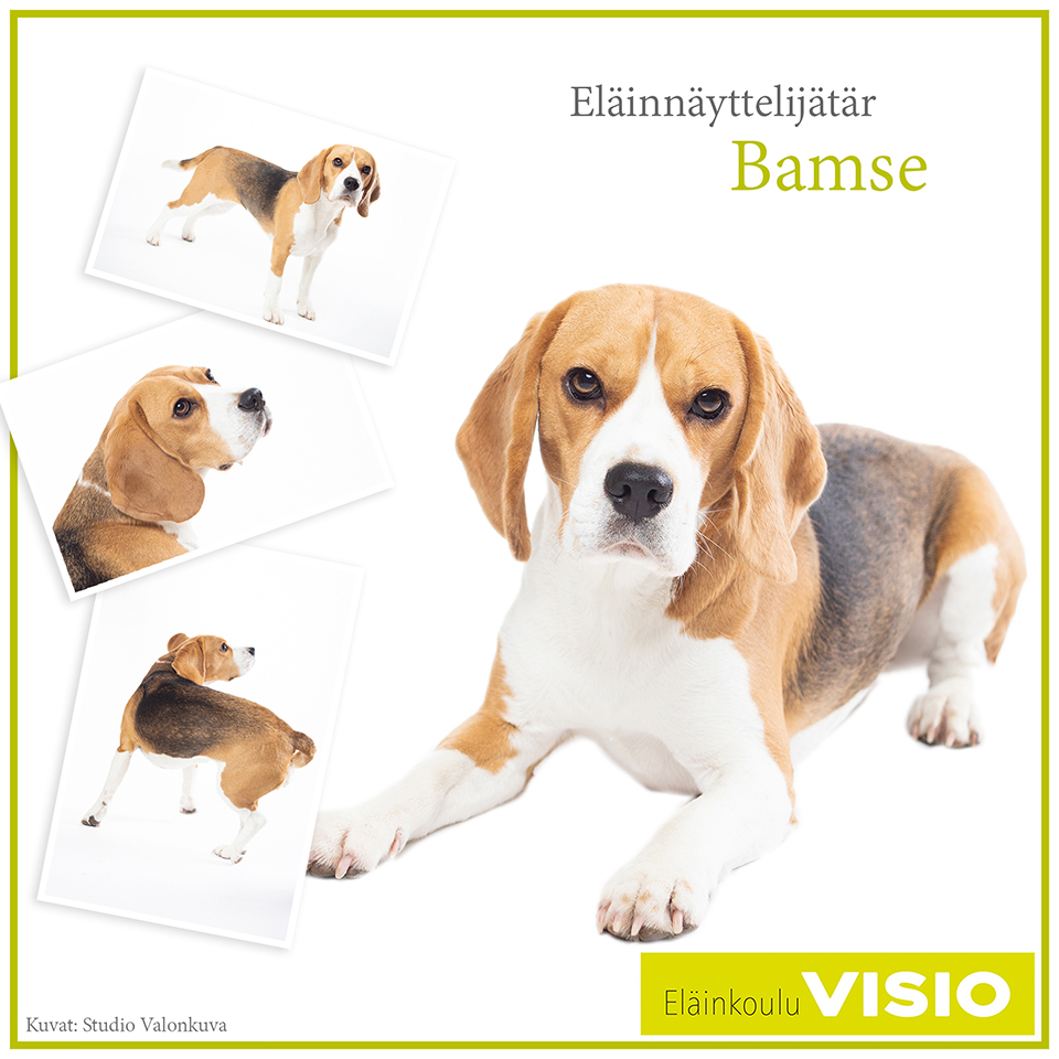 Bamse