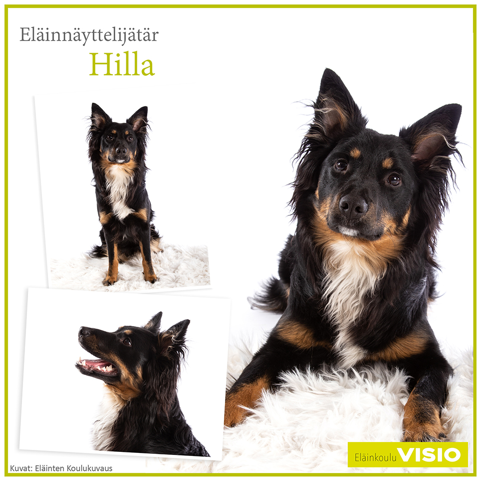 Eläinnäyttelijätär Hilla