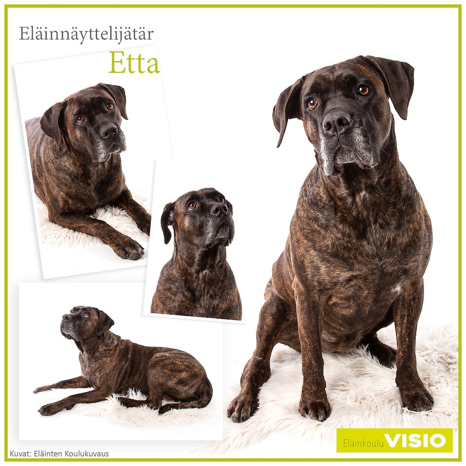 Eläinnäyttelijätär Etta