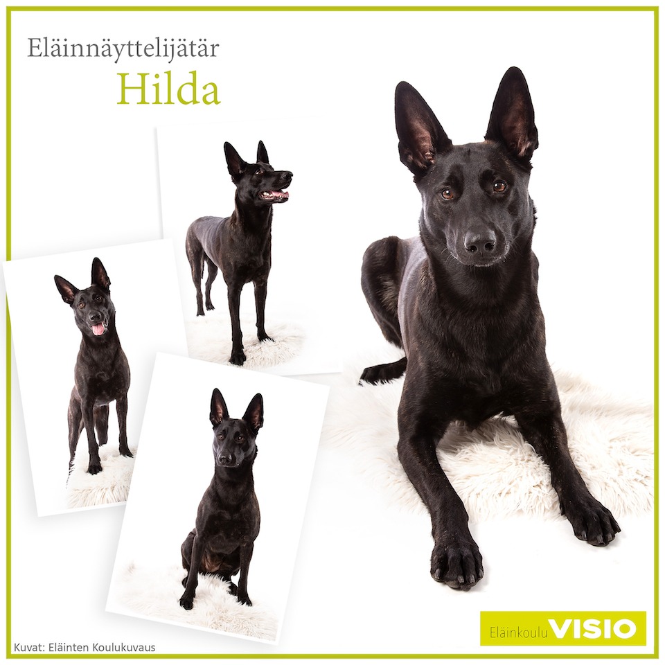 Hollanninpaimenkoira Hilda