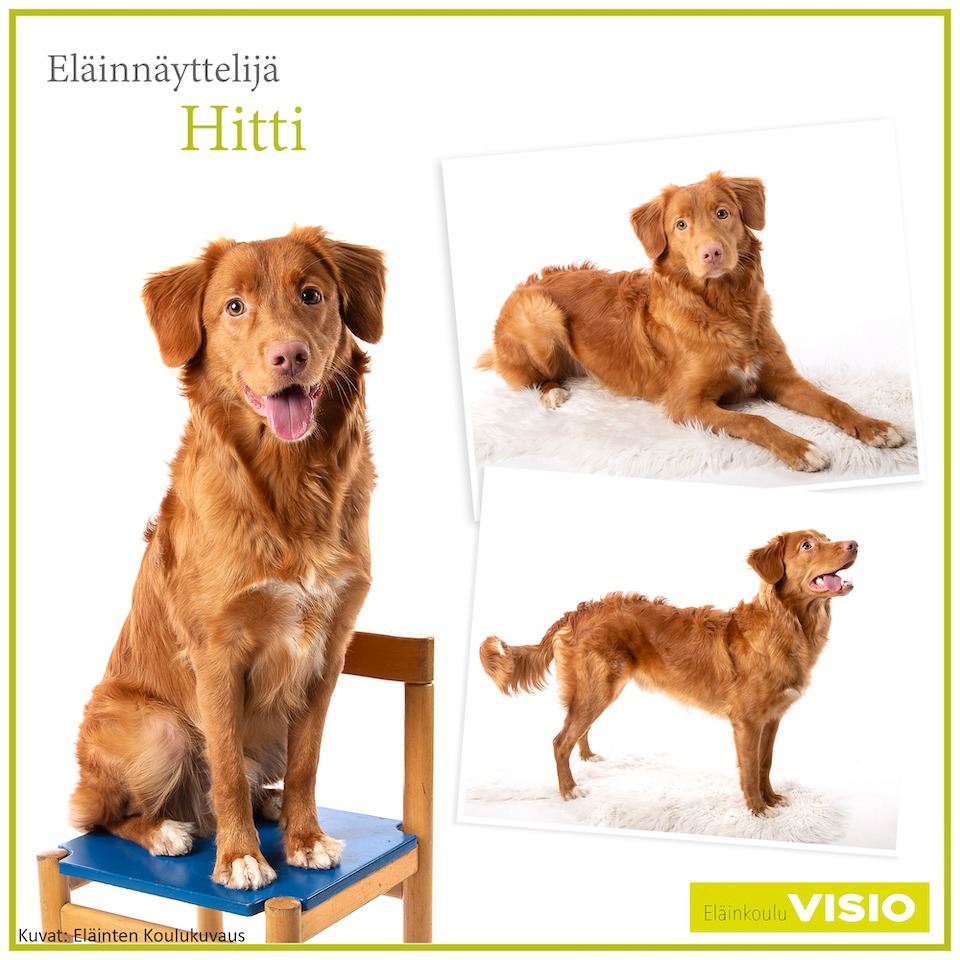 Eläinnäyttelijä Hitti