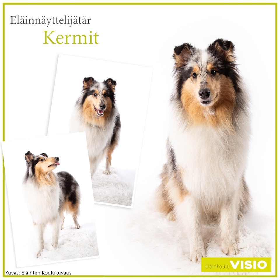 Collie Kermit