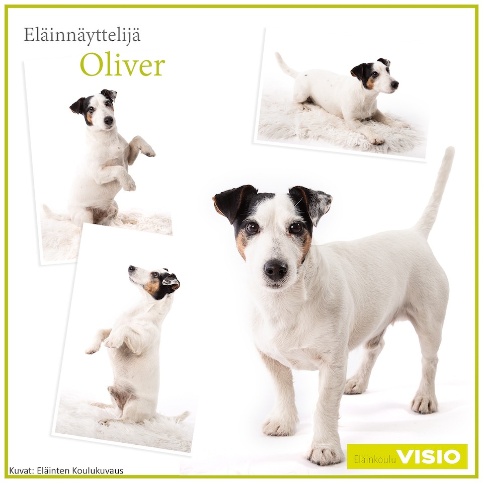 Eläinnäyttelijä Oliver