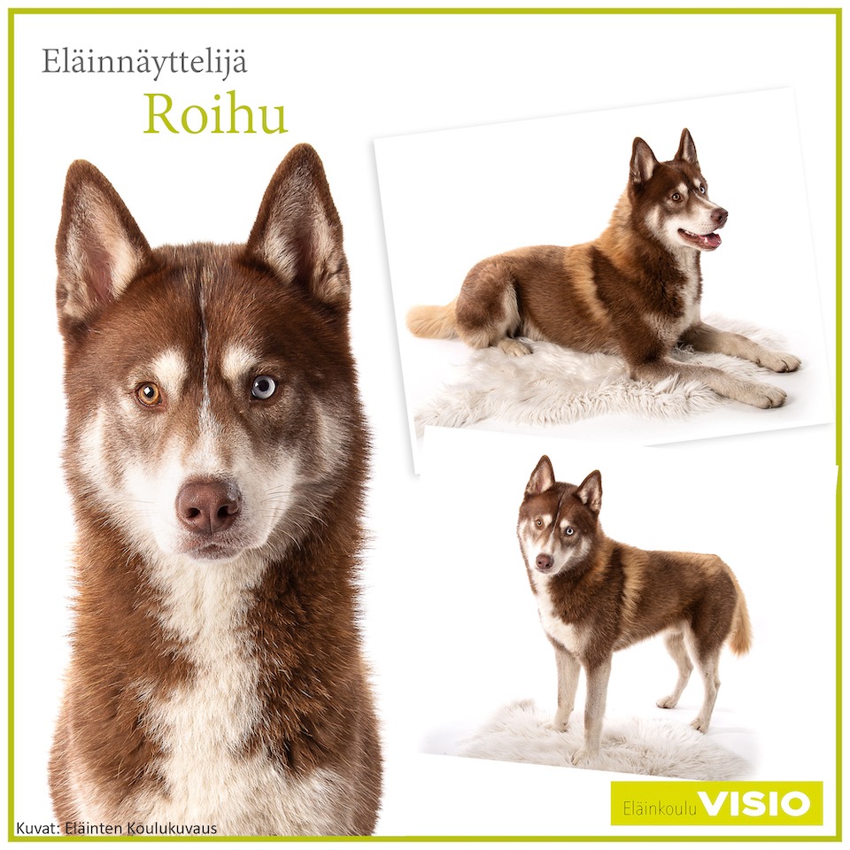 Eläinnäyttelijä Roihu